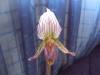 paph9.jpg