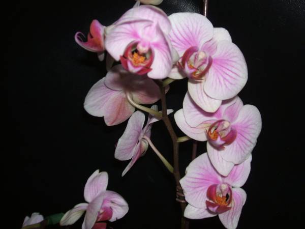 Phal Noid