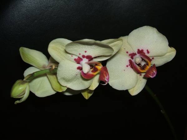 A Harlequin Phal