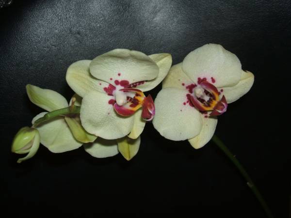 A Harlequin Phal