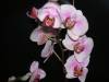 new_orchids_039.jpg