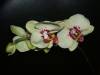 new_orchids_040.jpg