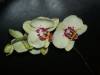 new_orchids_041.jpg