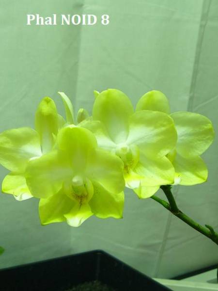 Phal_NOID_8