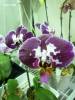 Phal_NOID_11.jpg