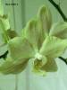 Phal_NOID_21.jpg