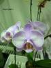 Phal_NOID_32.jpg