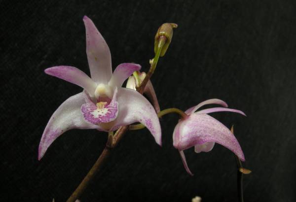 Dendrobium Aussie Victory