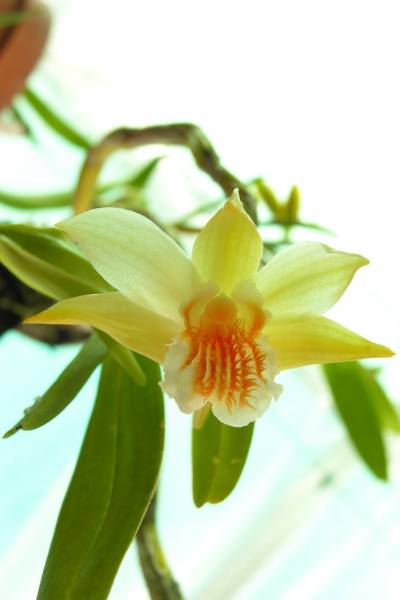 Dendrobium Williamsonii