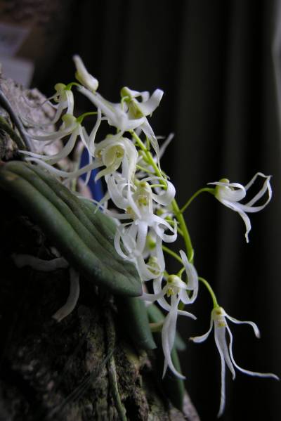 Dendrobium_Linguiforme_June25-09