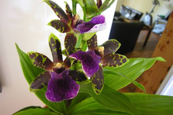 Zygopetalum_TJ_Noid