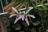 Leptotes_Bicolor_5-19-09.jpg