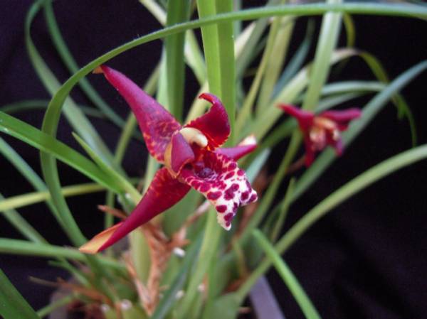 Maxillaria tenufolia