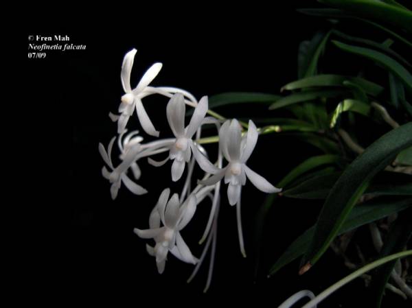 Neofinetia falcata