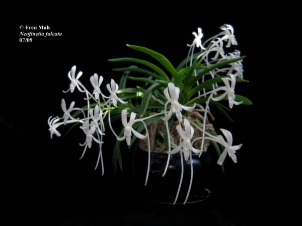 Neofinetia falcata