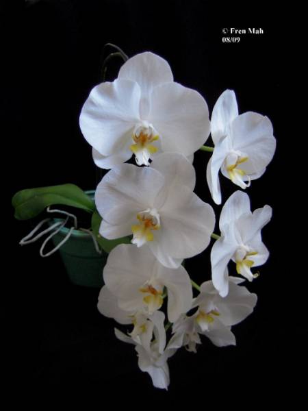 White Phalaenopsis