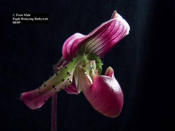 Paph Hsinying Rubyweb