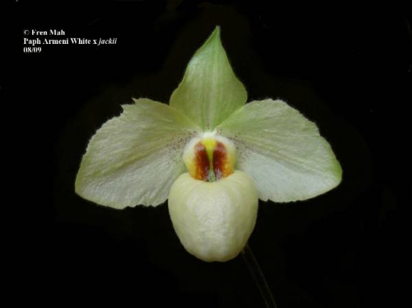 Paph Armeni White x jackii