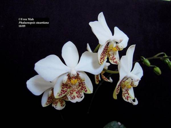 Phalaenopsis stuartiana