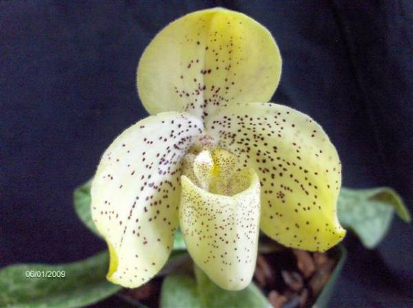 paph concolor