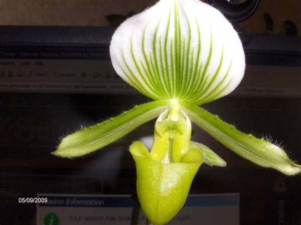 paph maudea alba