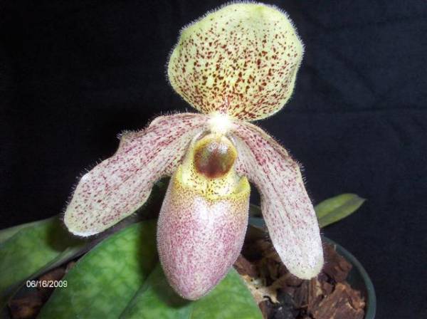 paph Bow-Ying Chow