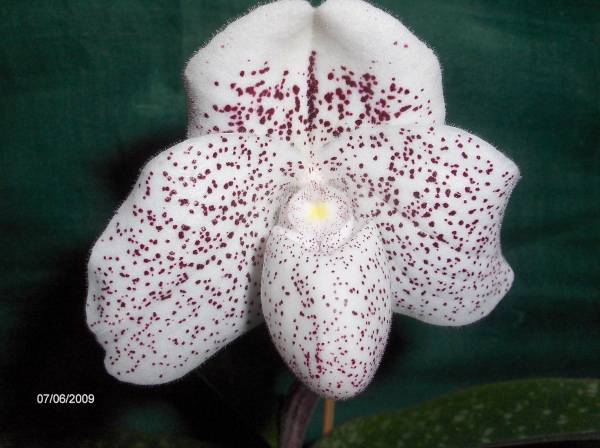 paph psyche