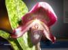 Paph_Yi-Ying_morning_sun_006_Small_Small_.jpg