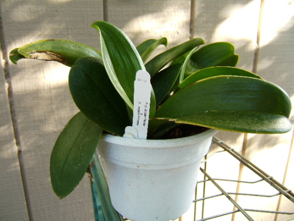 Phal_Golden_Peoker_x_Leopard_Princess