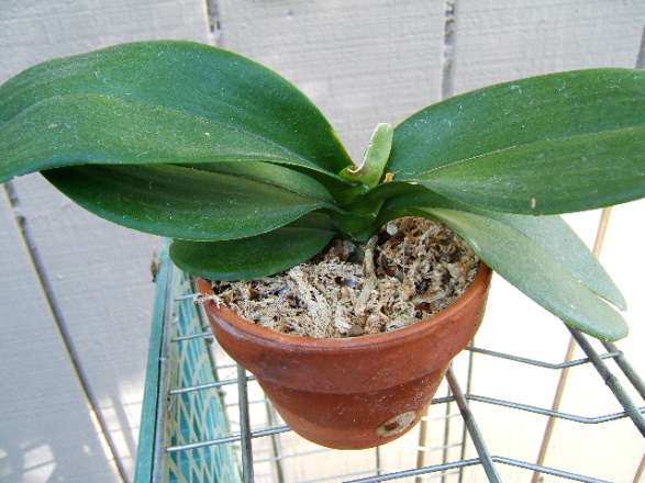 Phal_NOID_31