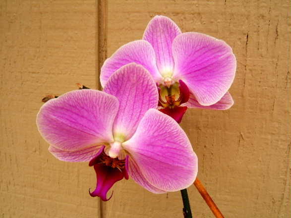 Phal_NOID_purple_lip_pink