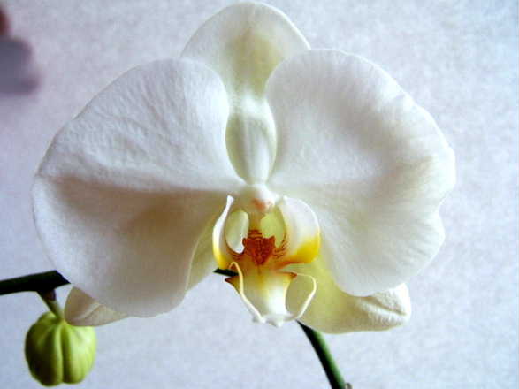 Phal_Yu_Pin_Bowhead