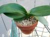 Phal_NOID_31.JPG