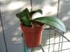 Phal_NOID_Pink-white.JPG