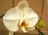 Phal_Yu_Pin_Bowhead_x_Sogo_Yukidian.JPG