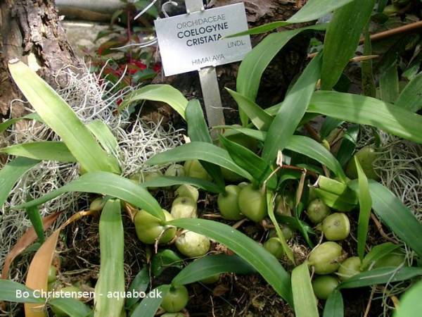 Coelogyne cristata