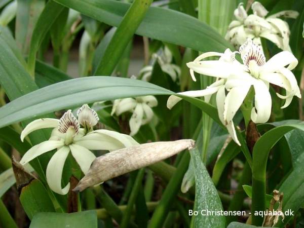 Epidendrum pentotis ?