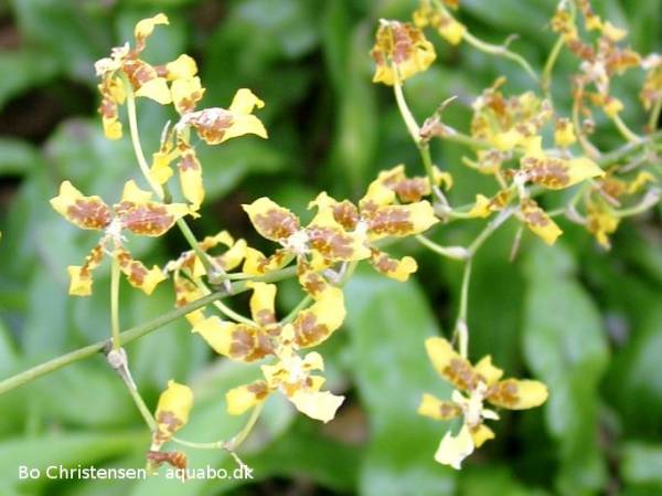 Oncidium sp. 01H