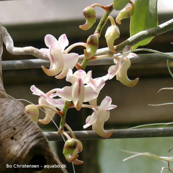 Aerides sp. 01C