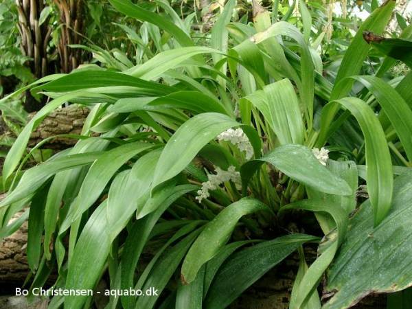 Eria hyacinthoides