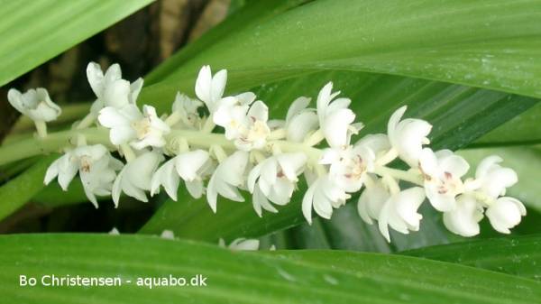 Eria hyacinthoides