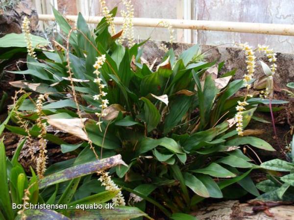 Dendrochilum cobbianum