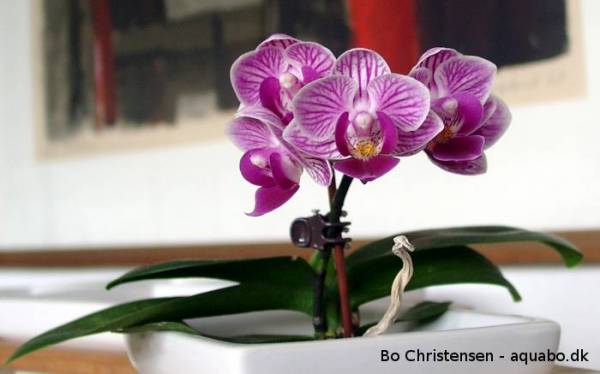 Phalaenopsis 02E mini