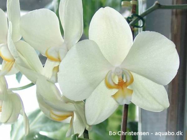 Phalaenopsis 02D