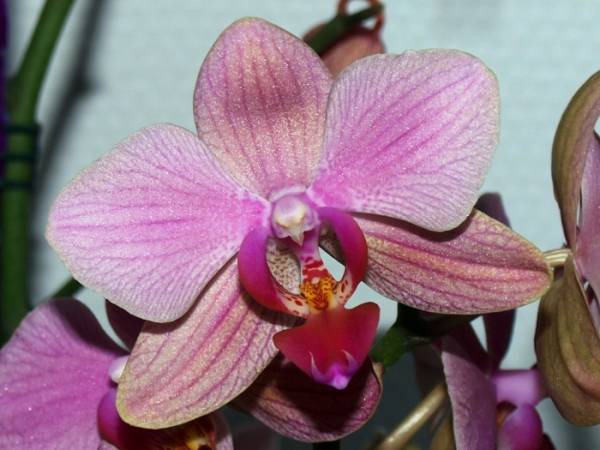 Phalaenopsis 02F