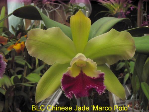 BLC_Chinese_Jade_Marco_Polo_