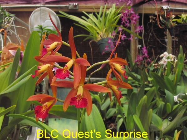 BLC_Quest_s_Surprise