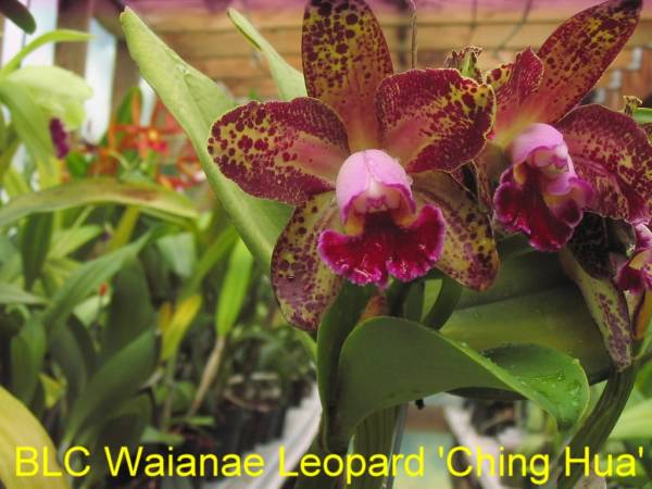 BLC_Waianae_Leopard_Ching_Hua_