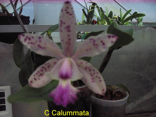 C_Calummata