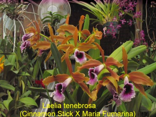 Laelia_tenebrosa2